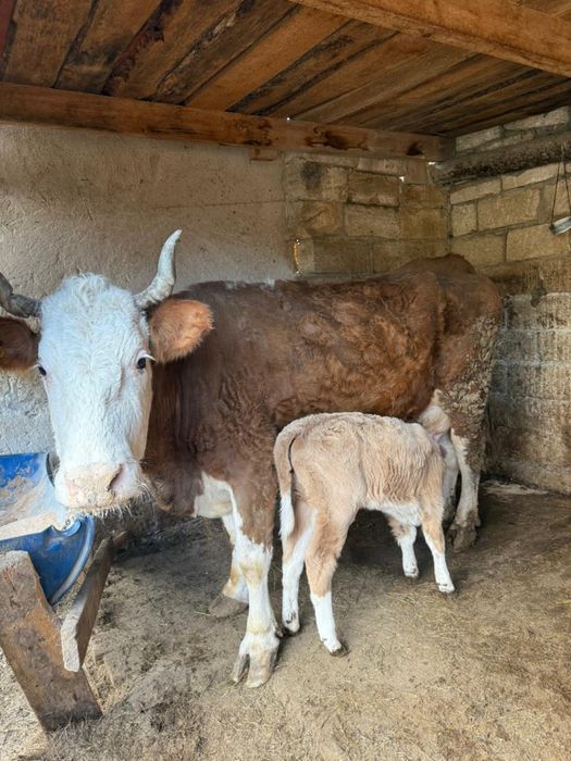 Бұзаулы сиыр/ корова