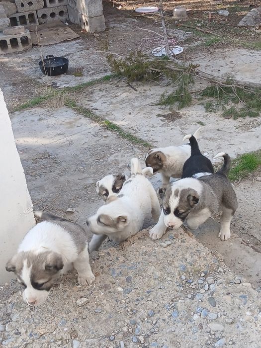 Төбет иттың күшіктеры