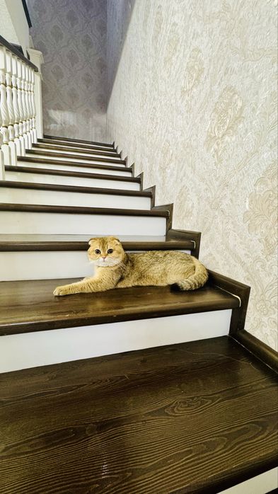 Продаётся Золотая шиншилла Скоттиш Фолд