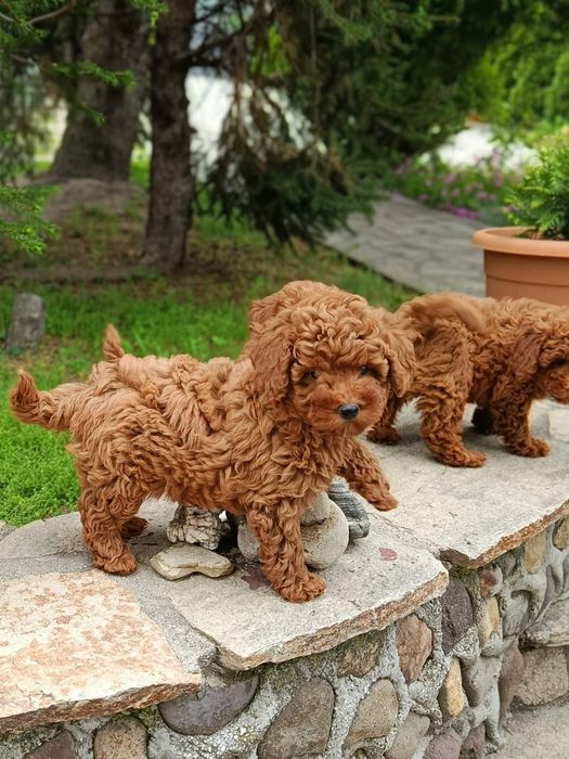 Той Пудел / Toy Poodle