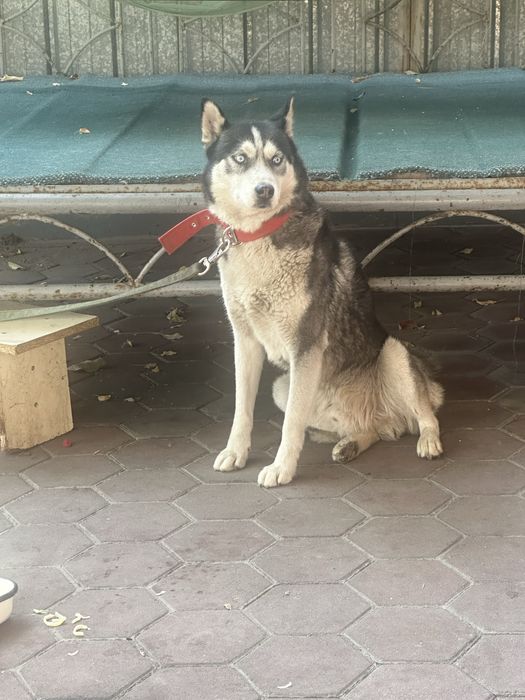 Собака Хаски бесплатно отдам в добрые руки