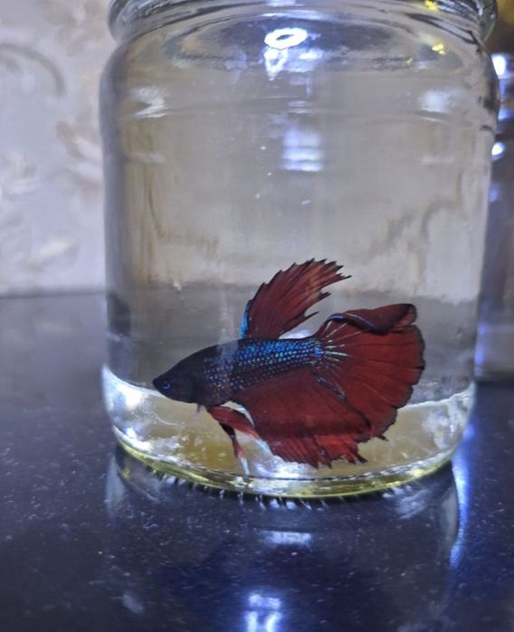 Рыбки петушки также и аквариумы