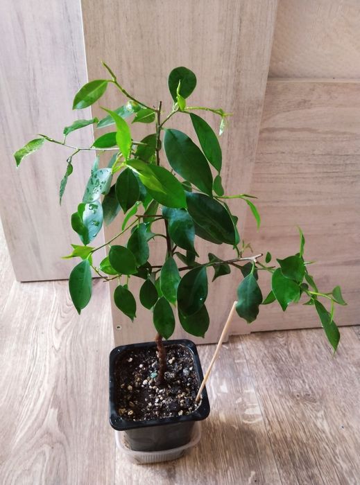 Комнатные растения