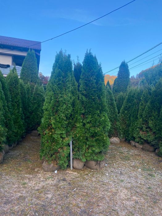 Poze reale 100% livrare gratuita în toată tara