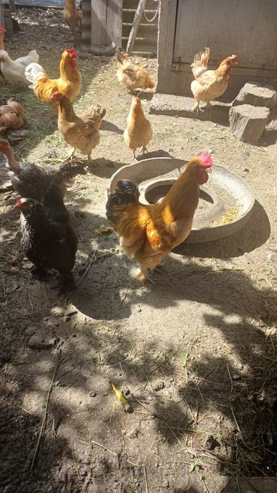Oua pt incubat de la gaini de casă
