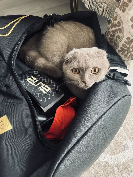 кошка породистая