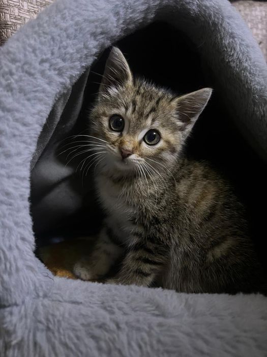 Срочно отдам в добрые руки котят и котиков от 2 мес до 2 года