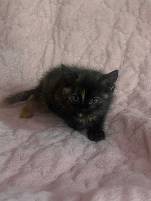 Отдам котят в хорошие руки