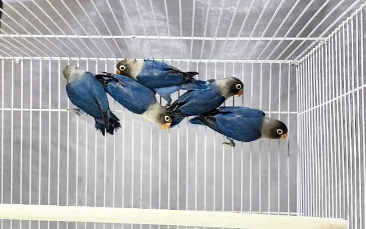 Неразлучка Фишер.  Nerazluchka Fisher