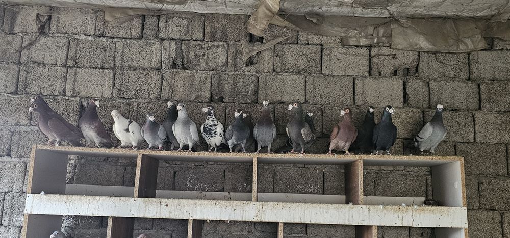 Porumbeii ,duduros si italian