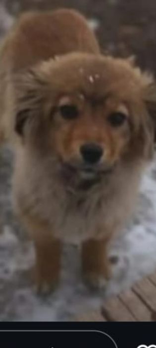 Отдам щенка в добрые руки