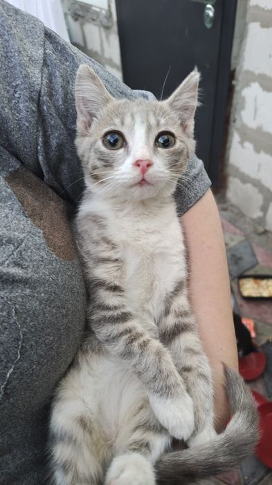 Отдам котёнка, мальчик