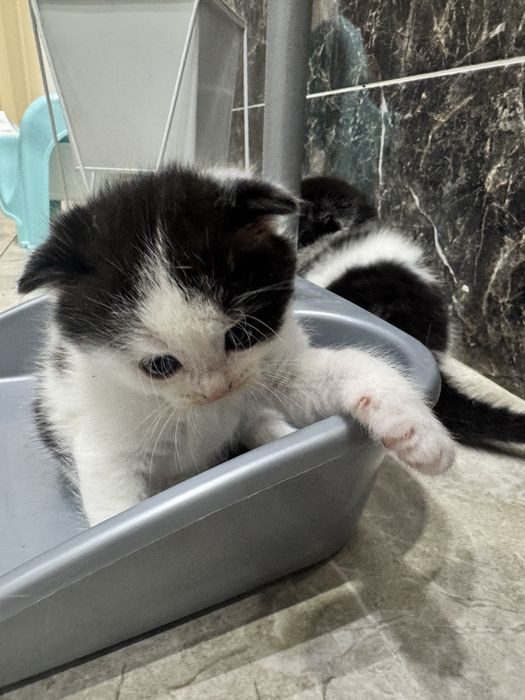 Котята шотландские вислоухие