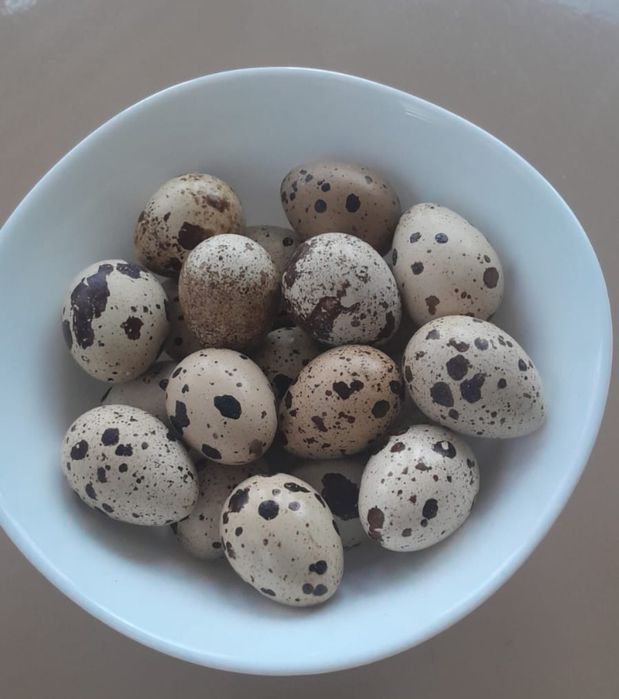 Продам перепелиные домашние яйца