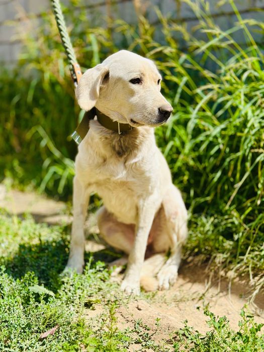 Айрис ищет семью. Очень нежная девочка