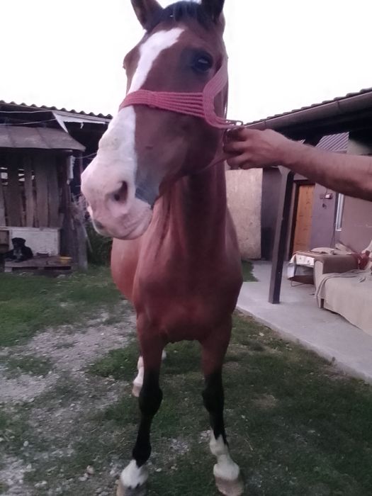 Vând o iapă cuminte