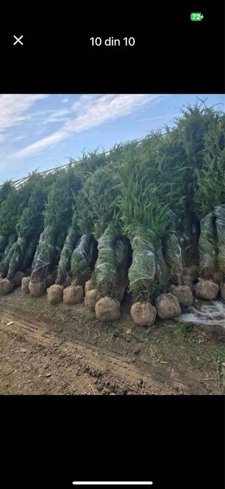 Tuia Leylandii - Plante rezistente si dese- Super pret