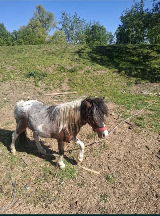Servicii ponei talie mica
