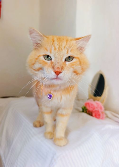 Отдам кота в добрые руки