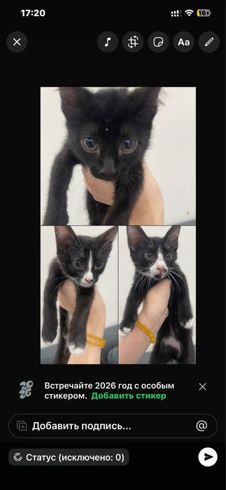 Дарю красивых котят