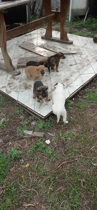 Отдам бесплатно щенков