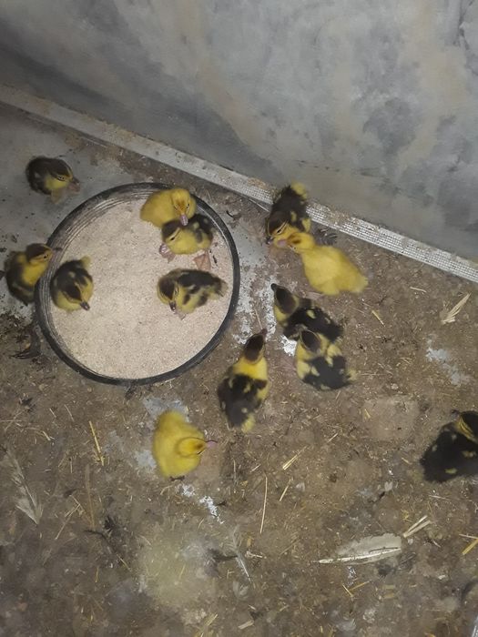 Indushka jo‘jalari bilan sotiladi