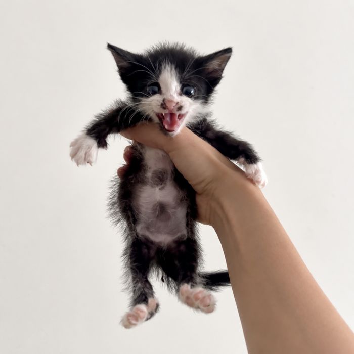 Котенок Моторист ищет семью
