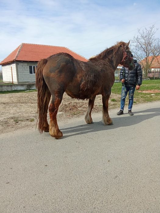 Vindem 2 iepe gestante montate cu harmasar greu un harmasr negru