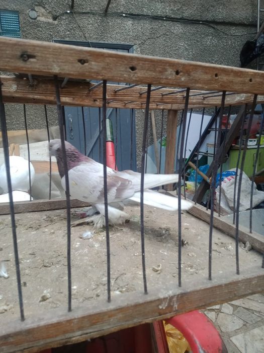 Продам голубей.   .