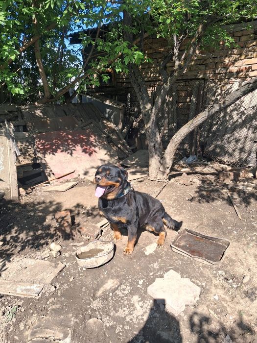 Продаётся собака (ротвейлер)