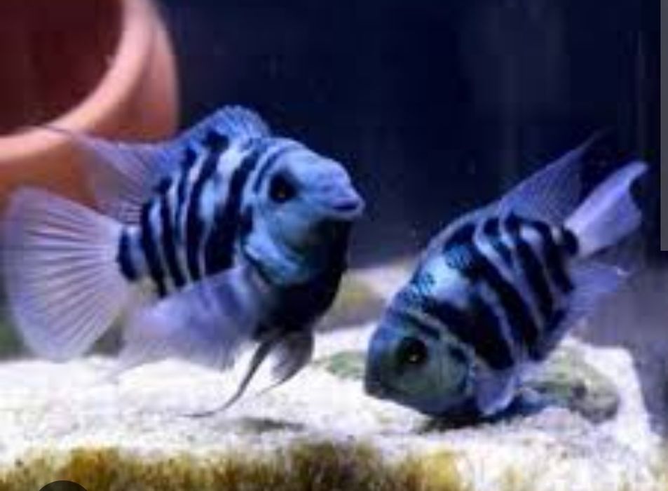 Parrot Polar Blue