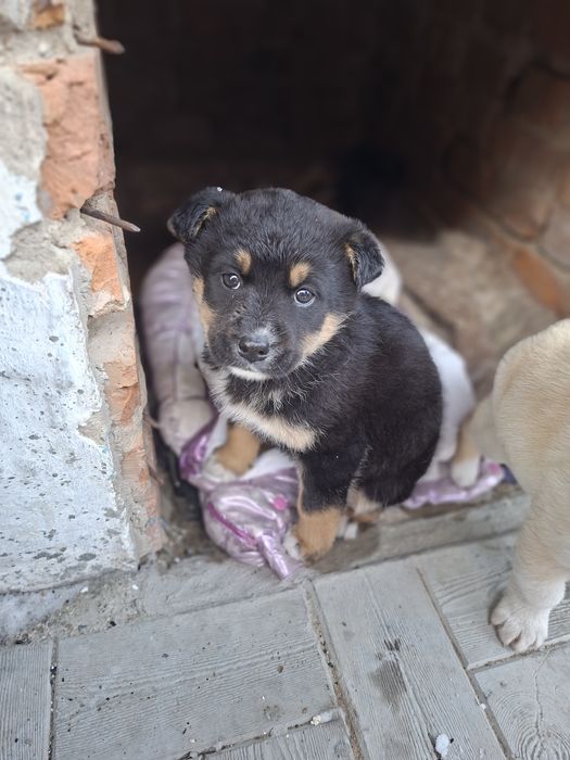 Отдам щенка девочка и мальчик