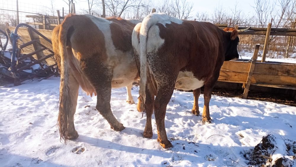 Vând vacă la alegere s-au ambele