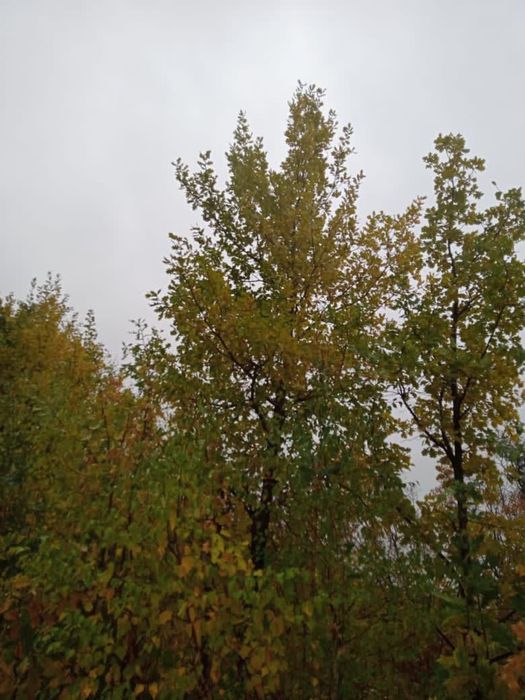 Посадка деревьев и кустарников