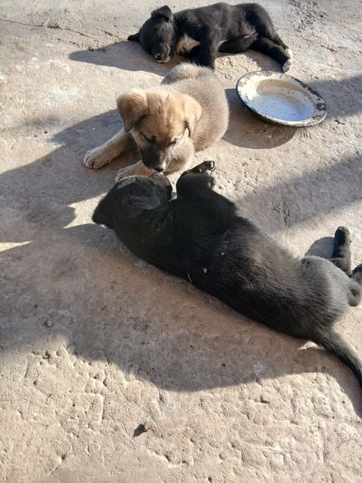 Отдам щенков в добрые руки!