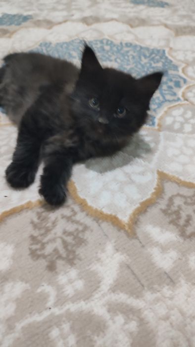 Котенок мальчик,  черный, пушистый