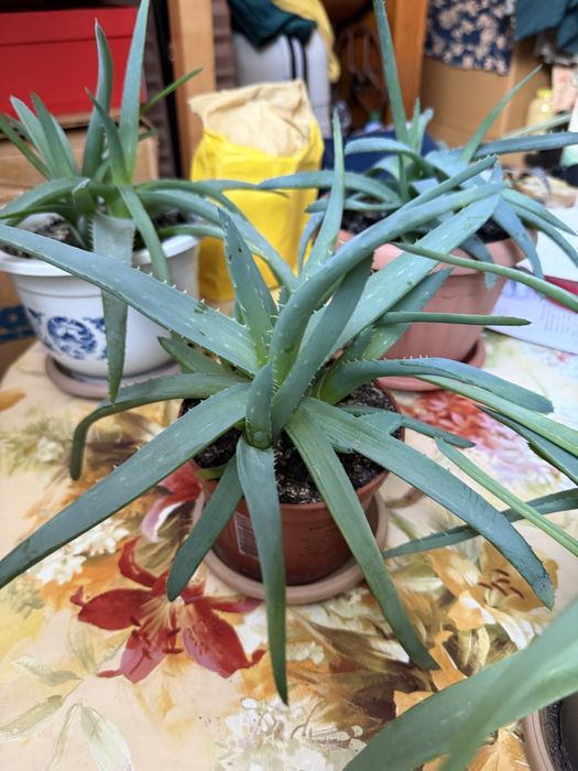 Алое вера лечебное, декабристка