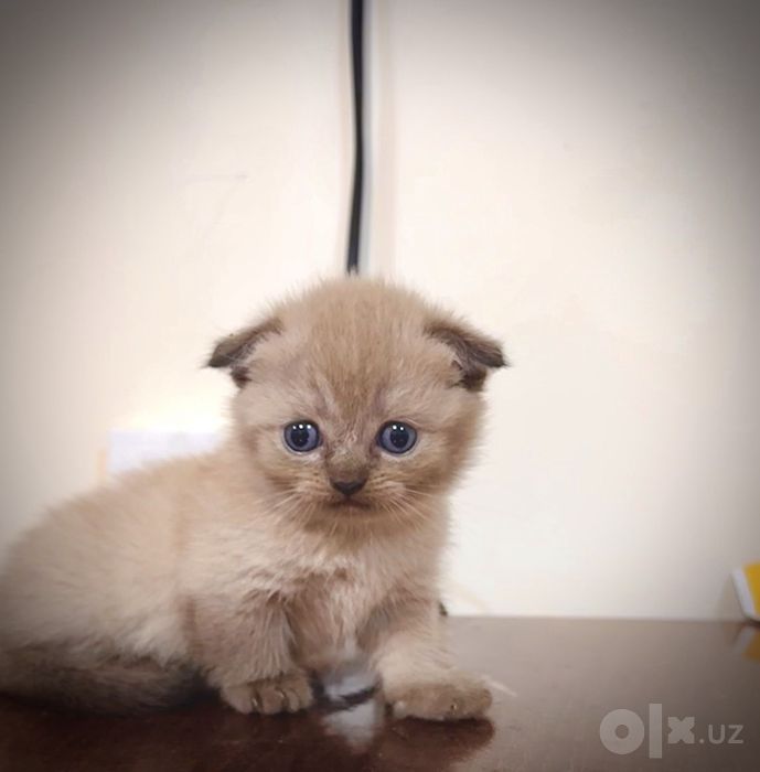 Продаётся котёнок парода Манчкин