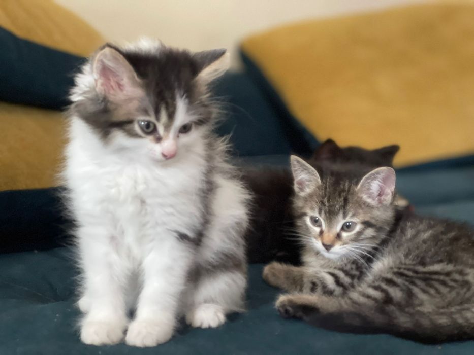 Отдам котят в добрые руки