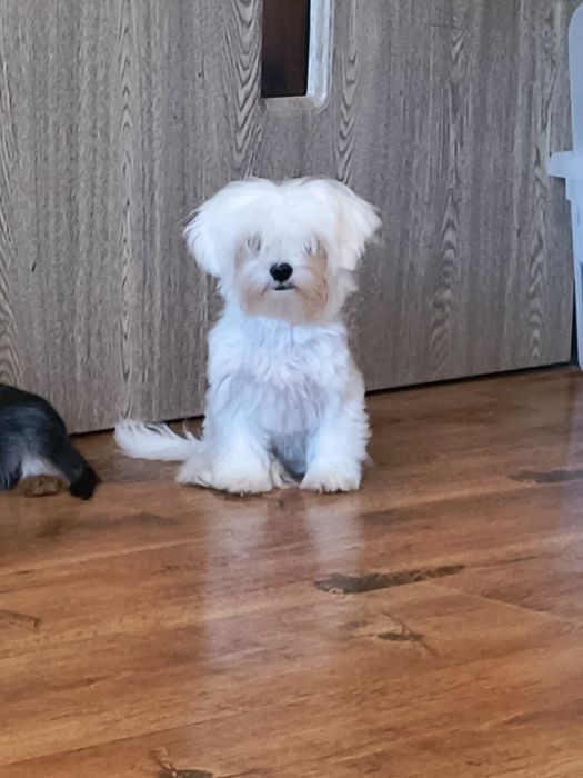 Bichon maltese (maltez) microcip și pedigree