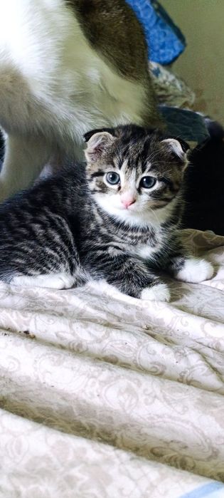 Oʻsma quloq mushuk Вислоухие котята