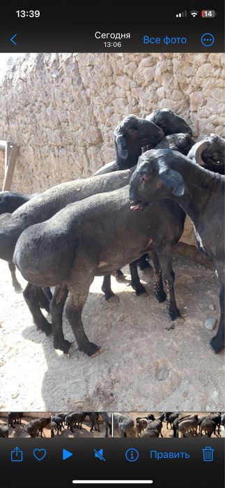 Бокма кучкорлар  суйса хам булади