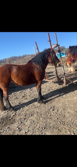 De vanzare 2 manze una de 2 ani una de. 3