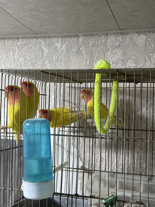 Попугай нерозлушка