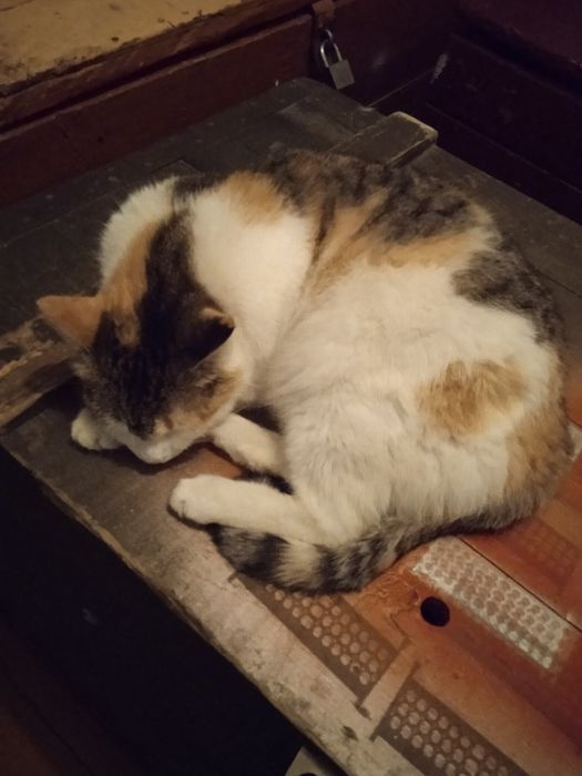 Котята котята котята