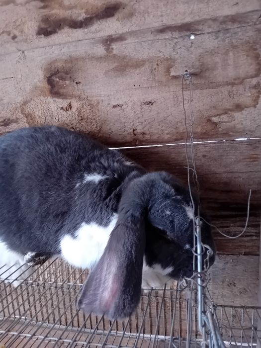 Iepuri berbec german