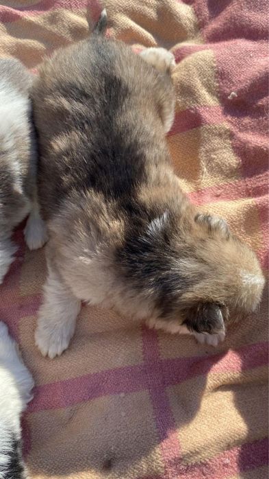 Отдам в добрые руки