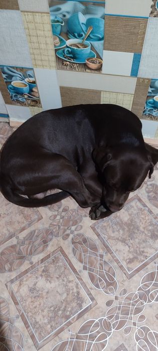 Лабрадор, мальчик