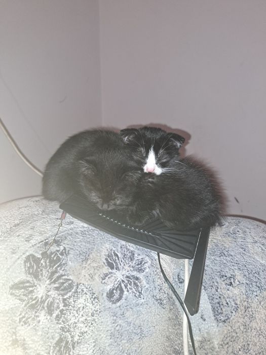 Отдам 2 котят. Девочка и мальчик