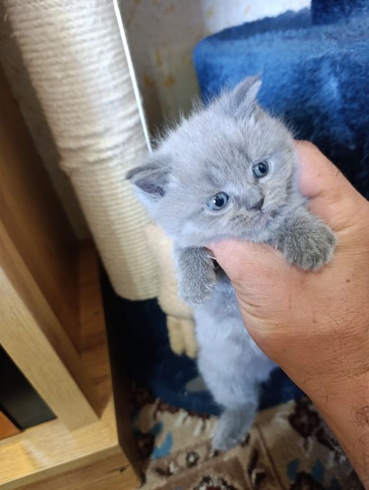 Mushukchalar sotiladi